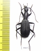 Carabidae sp.  Zambia - INSECTS-STORE.RU