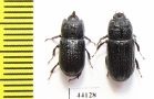 Sinodendron cylindricum, pair  Russia, Krasnodar reg. - INSECTS-STORE.RU