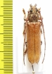 Cerambycidae sp.  Brasilia - INSECTS-STORE.RU