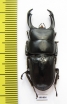 Dorcus reichei  Myanmar 39mm - INSECTS-STORE.RU