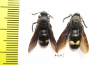 Scoliidae sp., pair  Tajikistan, Pamir - INSECTS-STORE.RU