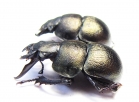 Lethrus banghaasi, pair  Tajikistan - INSECTS-STORE.RU