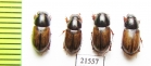 Aphodius sp.  Kazakhstan - INSECTS-STORE.RU