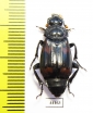 Nicrophorus heurni  Indonesia, Papua - INSECTS-STORE.RU