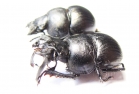 Lethrus karateginicus, pair  Tajikistan - INSECTS-STORE.RU