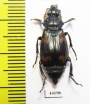 Nicrophorus heurni  Indonesia, Papua - INSECTS-STORE.RU