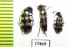 Meloidae sp.  Namibia - INSECTS-STORE.RU