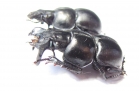 Lethrus bajsuntavicus, pair  Uzbekistan - INSECTS-STORE.RU