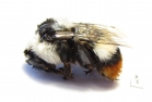 Bombus sp.  Turkey, Van prov. - INSECTS-STORE.RU