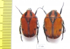 Atrichiana placida ssp.  South Africa Rep. - INSECTS-STORE.RU