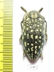 Julodis faldermanni  Armenia - INSECTS-STORE.RU