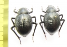 Pisterotarsa gigantea, pair  Uzbekistan - INSECTS-STORE.RU