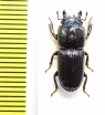 Figulus binodulus  Japan - INSECTS-STORE.RU