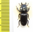 Figulus binodulus  Japan - INSECTS-STORE.RU