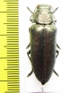 Buprestidae sp.  Mexico - INSECTS-STORE.RU