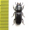 Figulus sp.  Zambia - INSECTS-STORE.RU