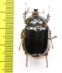 Pleocomidae, Pleocoma australis  USA - INSECTS-STORE.RU