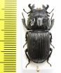 Nigidius divergens  Zambia  27mm - INSECTS-STORE.RU