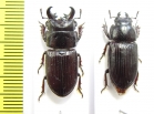 Novonigidius kirchneri, pair  Indonesia, Sulawesi  23mm - INSECTS-STORE.RU