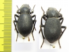 Trachyderma setosa, pair  Armenia - INSECTS-STORE.RU