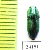 Buprestidae sp.  Togo - INSECTS-STORE.RU