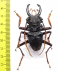 Prionocalus cacicus  Peru 58mm - INSECTS-STORE.RU