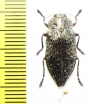 Poecilonota variolosa dicercoides  Kazakhstan - INSECTS-STORE.RU