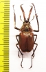 Chiasognathus granti  Chile 43mm - INSECTS-STORE.RU