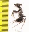 Formicidae sp.  South Africa Rep. - INSECTS-STORE.RU