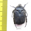 Protaetia cyanea  Tajikistan - INSECTS-STORE.RU
