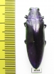 Chrysochroa fulminans  Indonesia, Java - INSECTS-STORE.RU