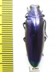 Chrysochroa fulminans  Indonesia, Java - INSECTS-STORE.RU