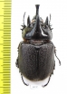 Heterogomphus flohri, male  Mexico 45mm - INSECTS-STORE.RU