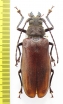 Gnathonyx piceipennis, female  Indonesia, Papua - INSECTS-STORE.RU
