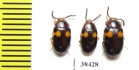 Tenebrionidae sp.  Malaysia - INSECTS-STORE.RU