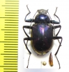 Tenebrionidae sp.  Vietnam - INSECTS-STORE.RU