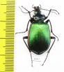 Calosoma scrutator  Mexico - INSECTS-STORE.RU