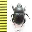 Odontotrypes pauma China - INSECTS-STORE.RU