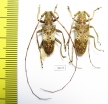 Cerambycidae sp., pair  Malaysia - INSECTS-STORE.RU