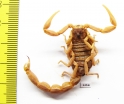 Scorpiones sp.  Madagascar - INSECTS-STORE.RU