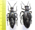 Meloe proscarabaeus, pair  Russia, Moscow - INSECTS-STORE.RU