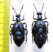Meloe violaceus, pair  Russia, Tver reg. - INSECTS-STORE.RU