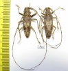 Acalolepta sp., pair  Malaysia - INSECTS-STORE.RU