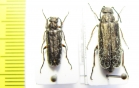 Teratolytta pilosella, pair  Tajikistan - INSECTS-STORE.RU