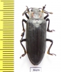 Erotylidae sp.  Malaysia, Borneo - INSECTS-STORE.RU