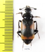 Nicrophorus przewalskii  China, Qinghai prov. - INSECTS-STORE.RU