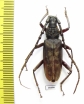 Cerambycidae sp.  Malaysia, Borneo - INSECTS-STORE.RU