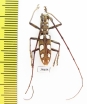 Olenecamptus sp.  Malaysia, Borneo - INSECTS-STORE.RU