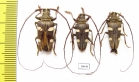 Cereopsius sexmaculatus  Malaysia, Borneo - INSECTS-STORE.RU