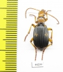 Carabidae sp.  Zimbabwe - INSECTS-STORE.RU